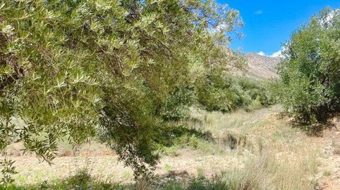 Terreno Rústico en venta en VélezBlanco., immagine 4