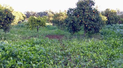 Photo 3 of Country house for sale in Pilas, Sevilla