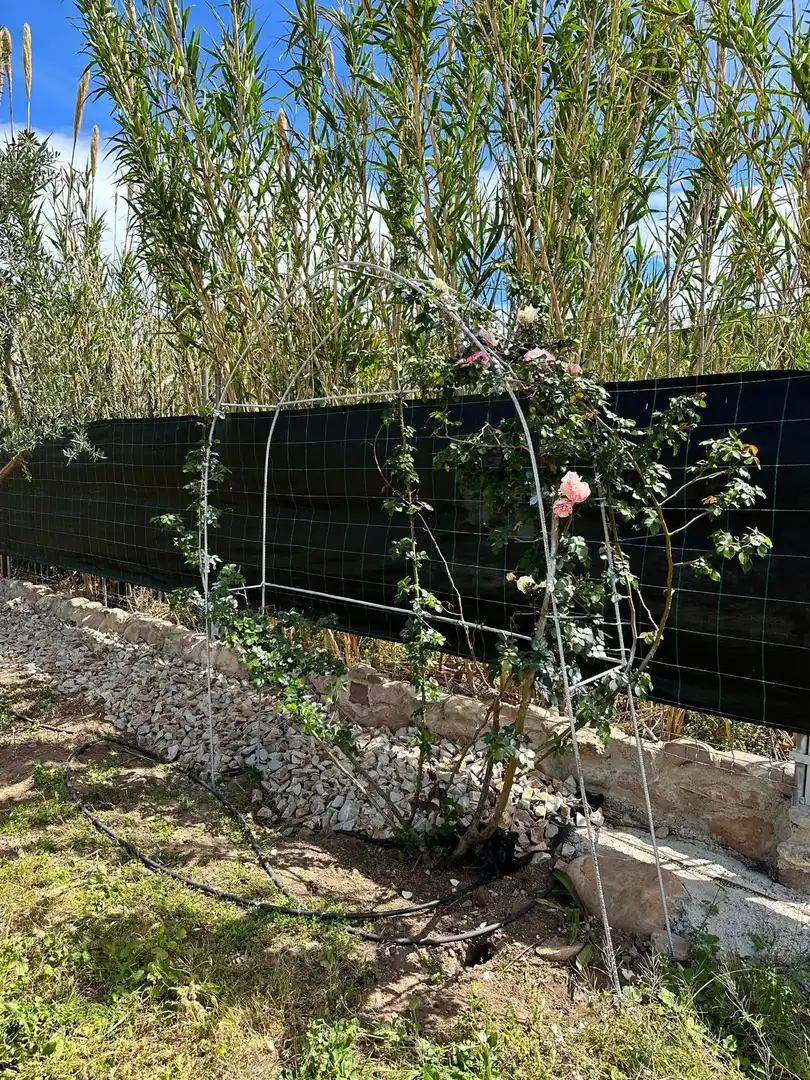 Terreno rustico in vendita a Sagunto ciudad, imagen 2