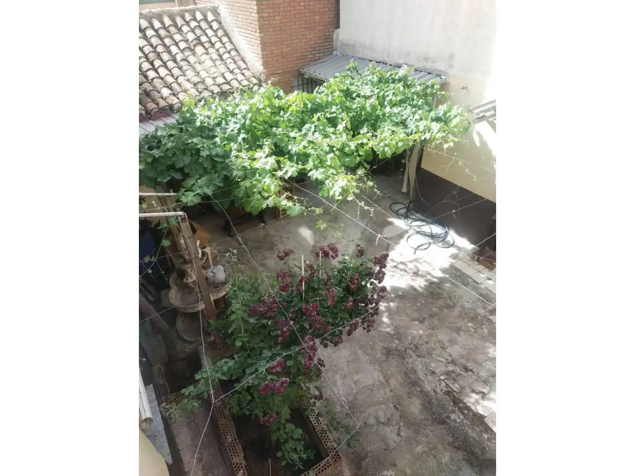 Jardín de Terreno en venta en Daimiel