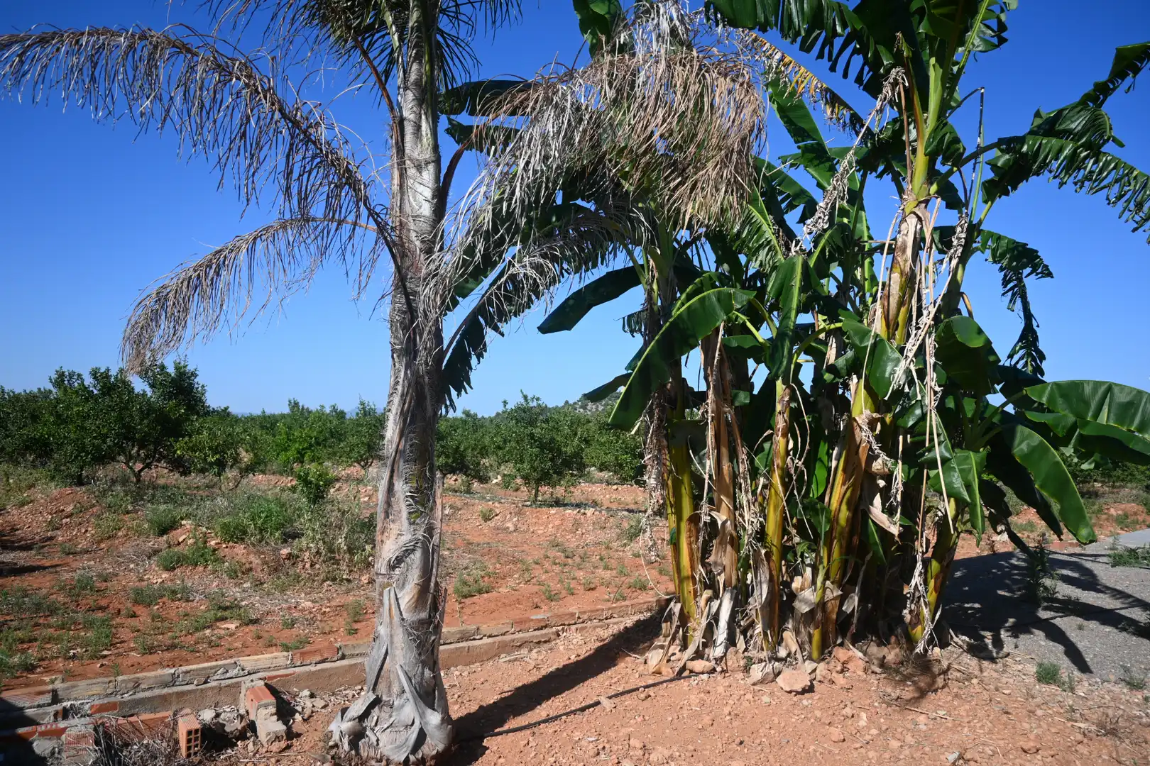 Casa o xalet en venda en Betxí amb Jardí privat, Terrassa i Piscina