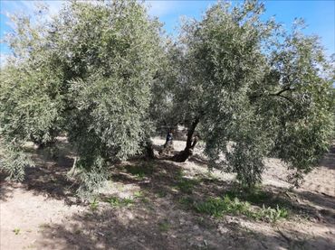 Terreno residenziale in vendita a Navas del Sepillar