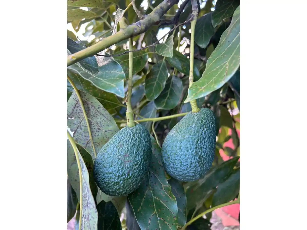 Jardí de Finca rústica en venda en Estepona amb Aire condicionat, Calefacció i Jardí privat