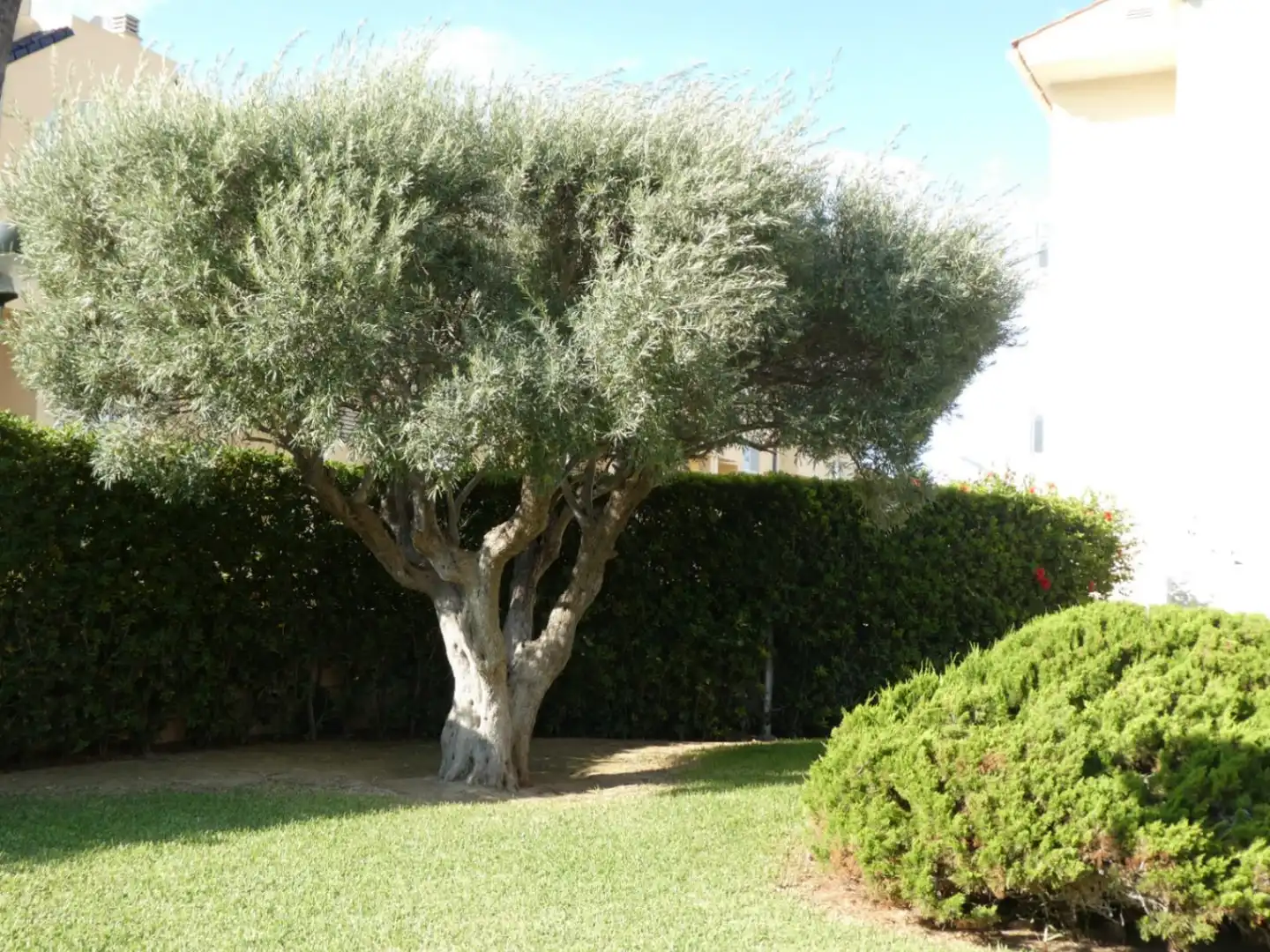 Ático con terraza en venta en Las Marinas / Les Marines, imagen 6