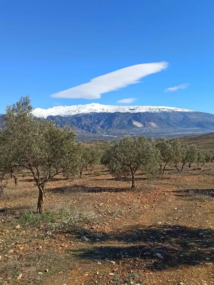 Terreny rústic en venda a Padul, imagen 17