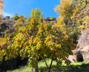 Garden of Land for sale in Alpujarra de la Sierra