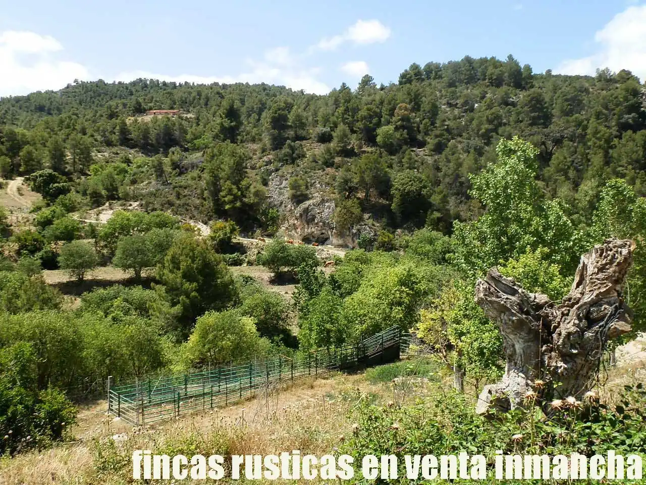 Rural land for sale in Letur, imagen 12