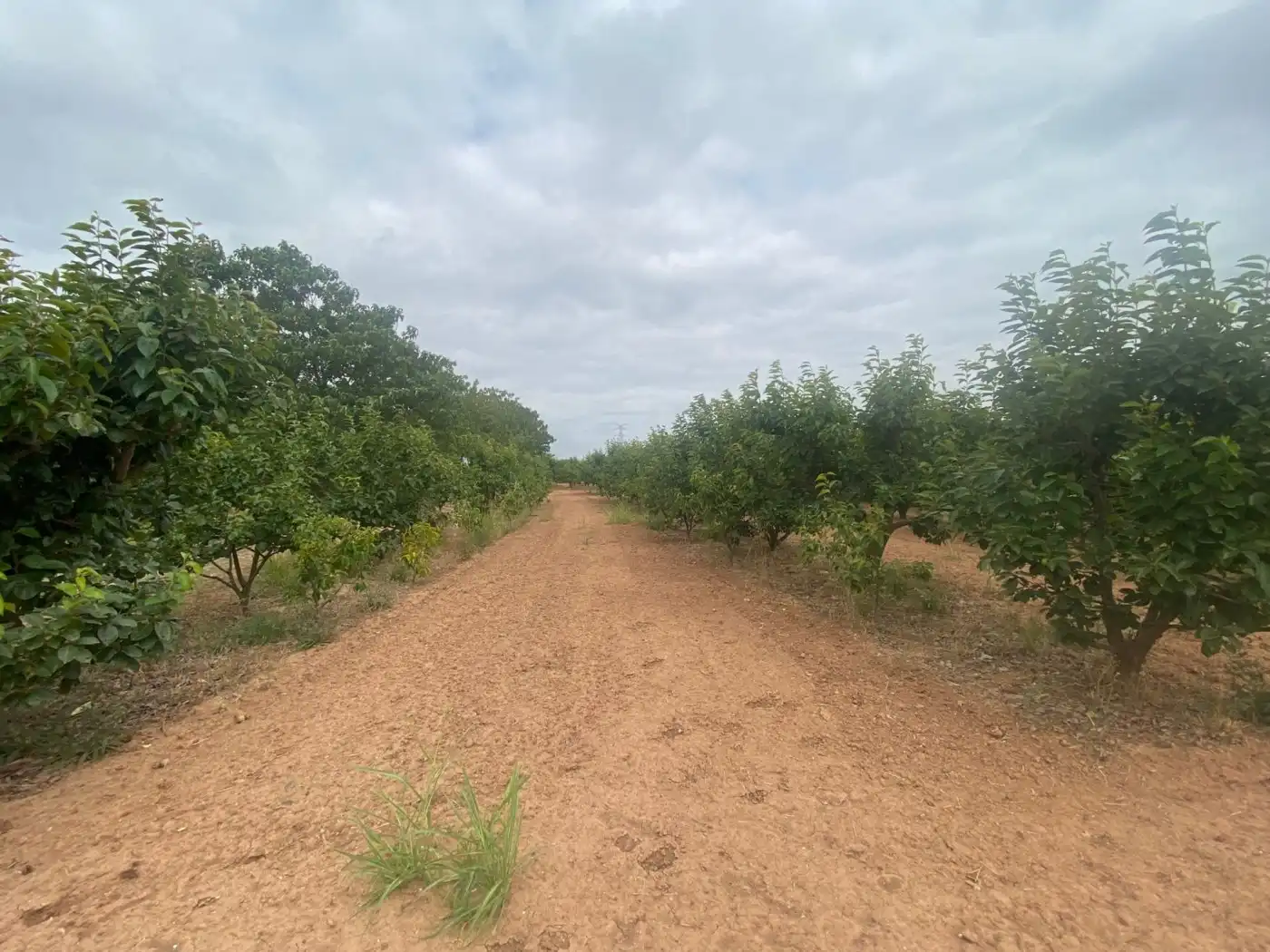 Land for sale in Carlet