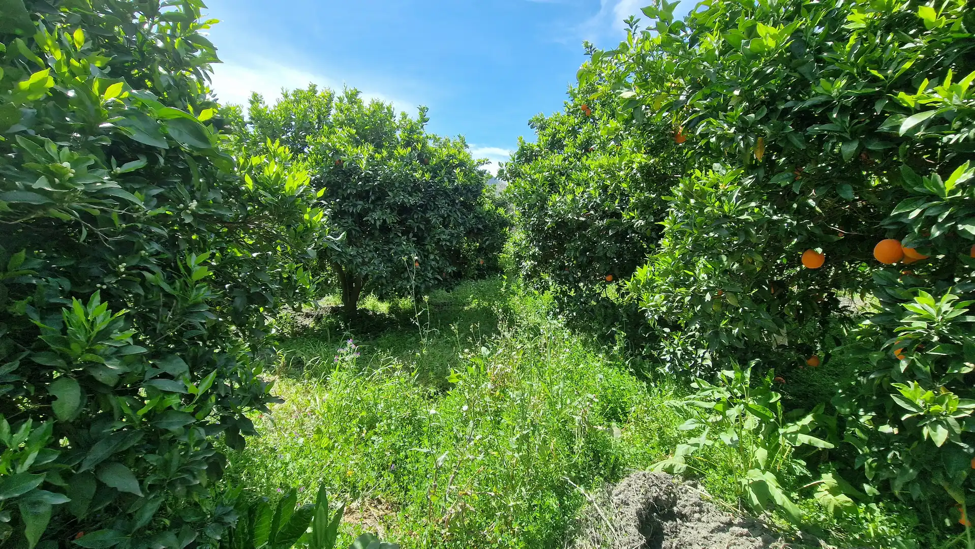 Finca rústica en venda en Canjáyar amb Jardí privat i Moblat