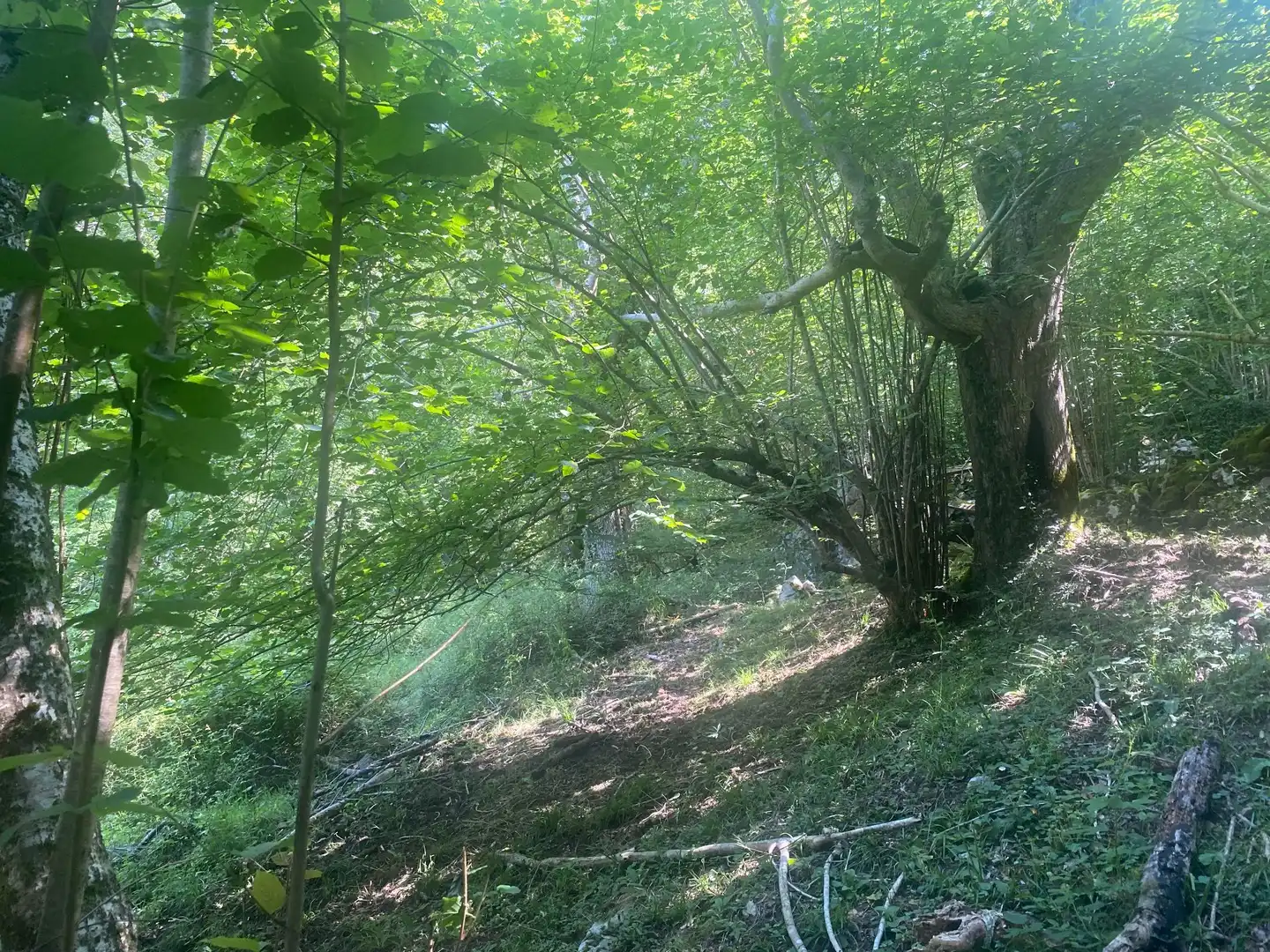 Terreno rustico in vendita a SEGÜENCO, imagen 5