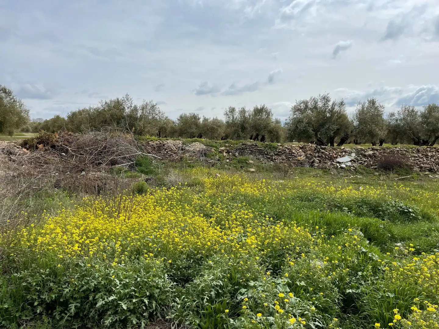 Terreni e lotti in vendita a Úbeda, imagen 3
