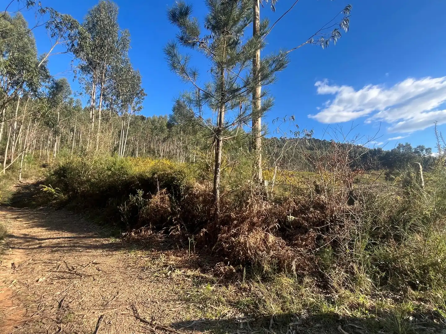 Terreno rustico in vendita a O Rosal, imagen 27