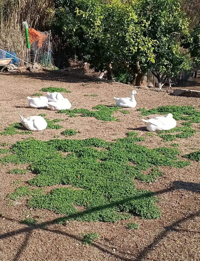 Jardí de Casa o xalet en venda en Esparreguera