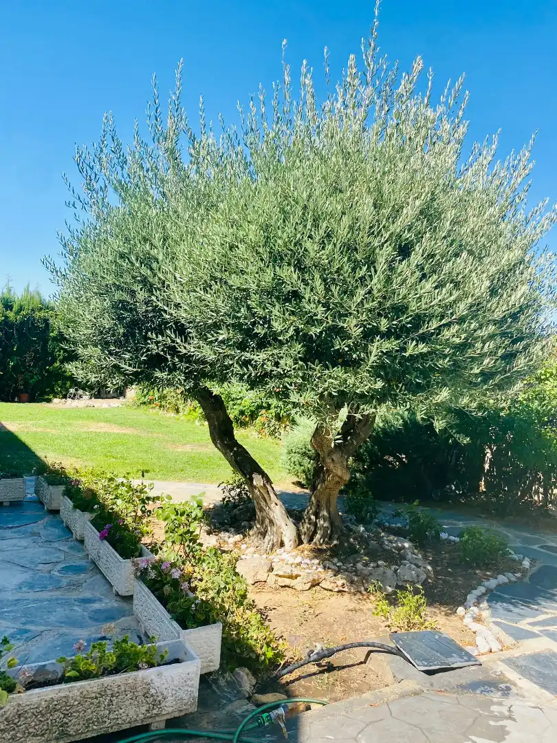 Jardín de Casa o chalet en venta en Algete con Aire acondicionado, Calefacción y Jardín privado