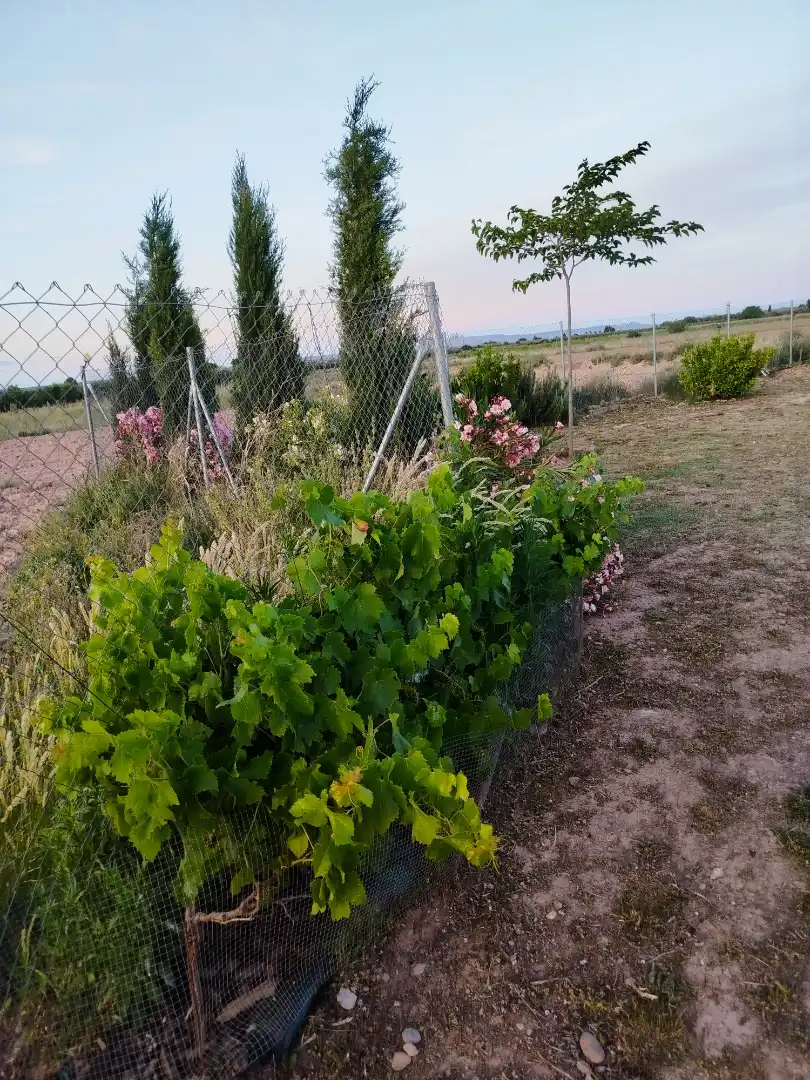 Garden of Land for sale in Tudela