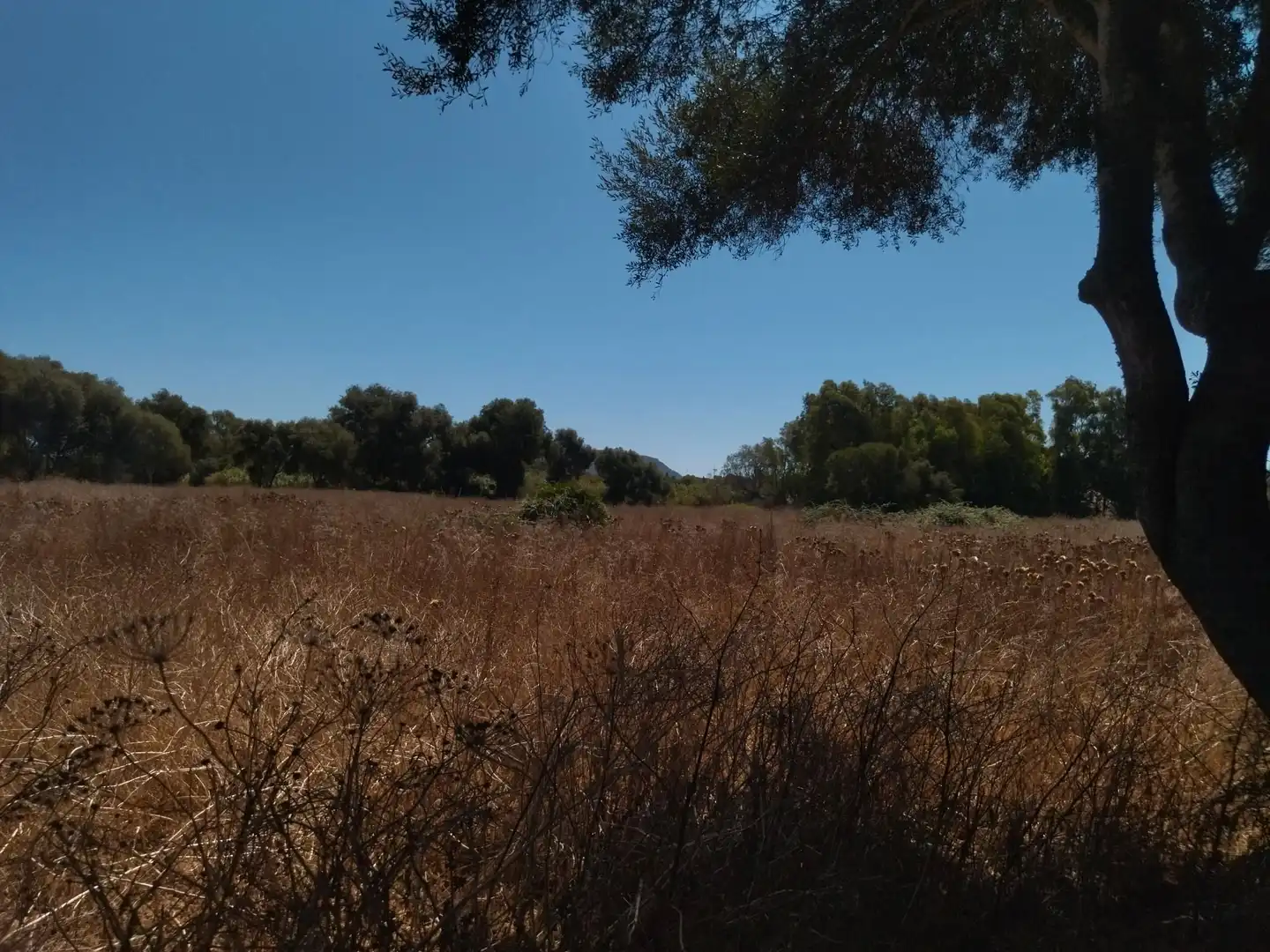 Terreno en venta en Vejer de la Frontera