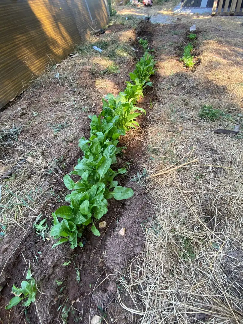 Garten von Grundstücke zur Miete in Clarés de Ribota