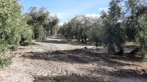 Finca de olivar en Llanos de Don Juan, immagine 4