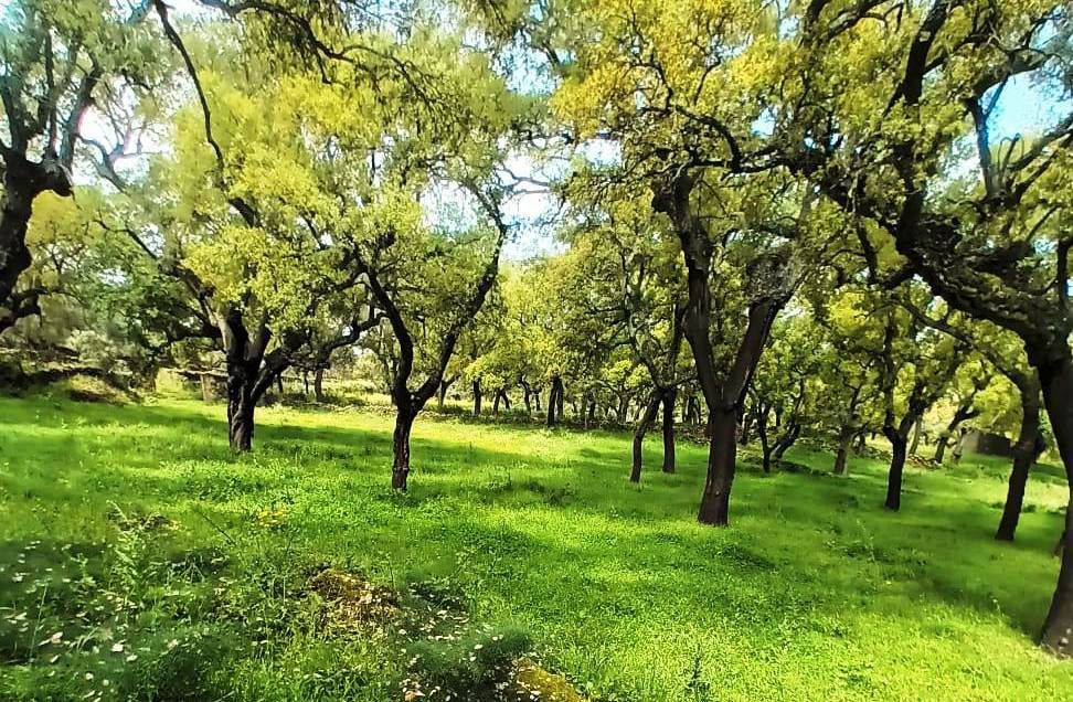 Exterior view of Land for sale in Higuera de la Sierra