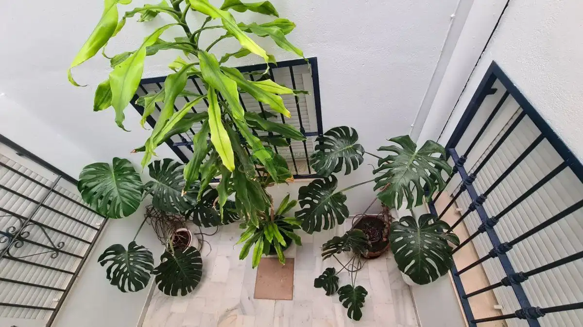 Terraza de Apartamento en venta en Cómpeta con Terraza