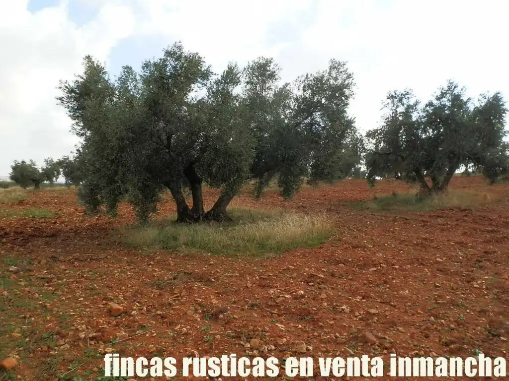 Rural land for sale in Valdepeñas, imagen 13