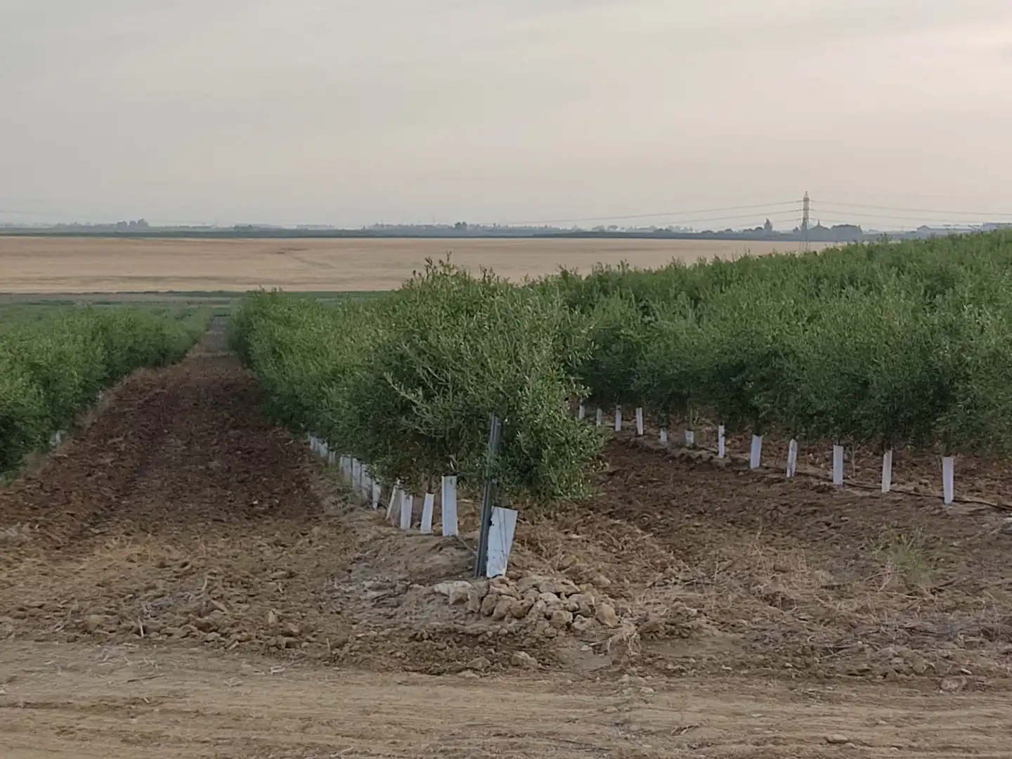 Terreni e lotti in vendita a Pedanías Sur, imagen 6