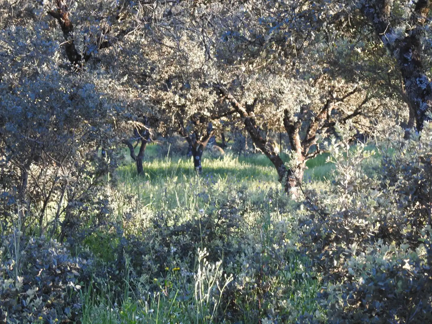 Garden of Land for sale in Cervera de los Montes