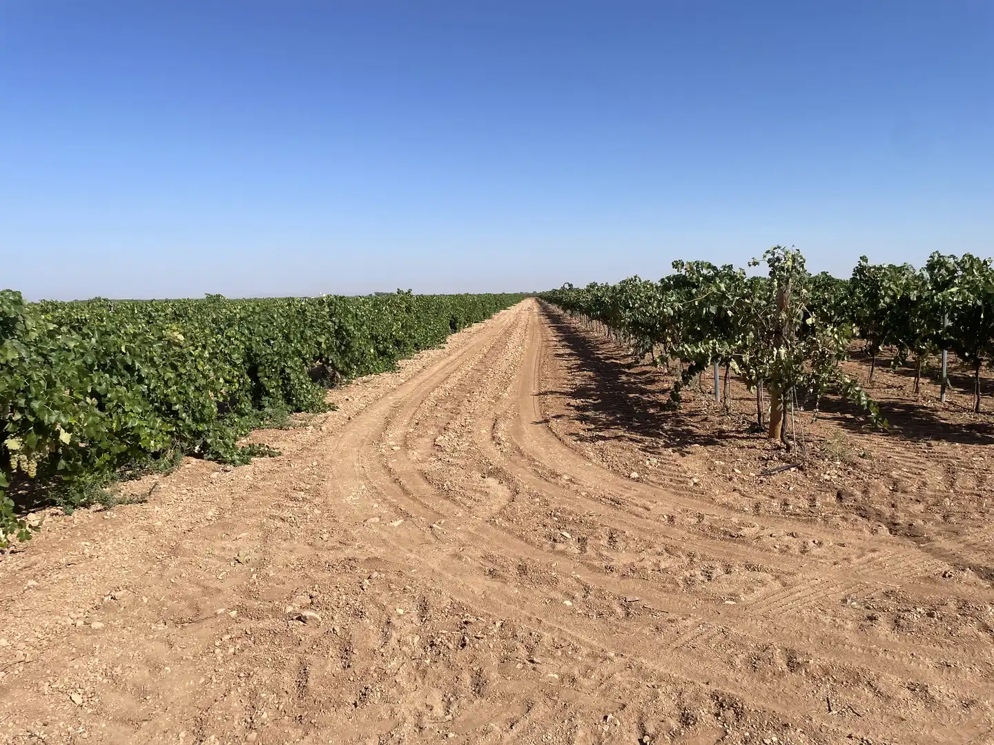 Rural land for sale in Argamasilla de Alba, imagen 26