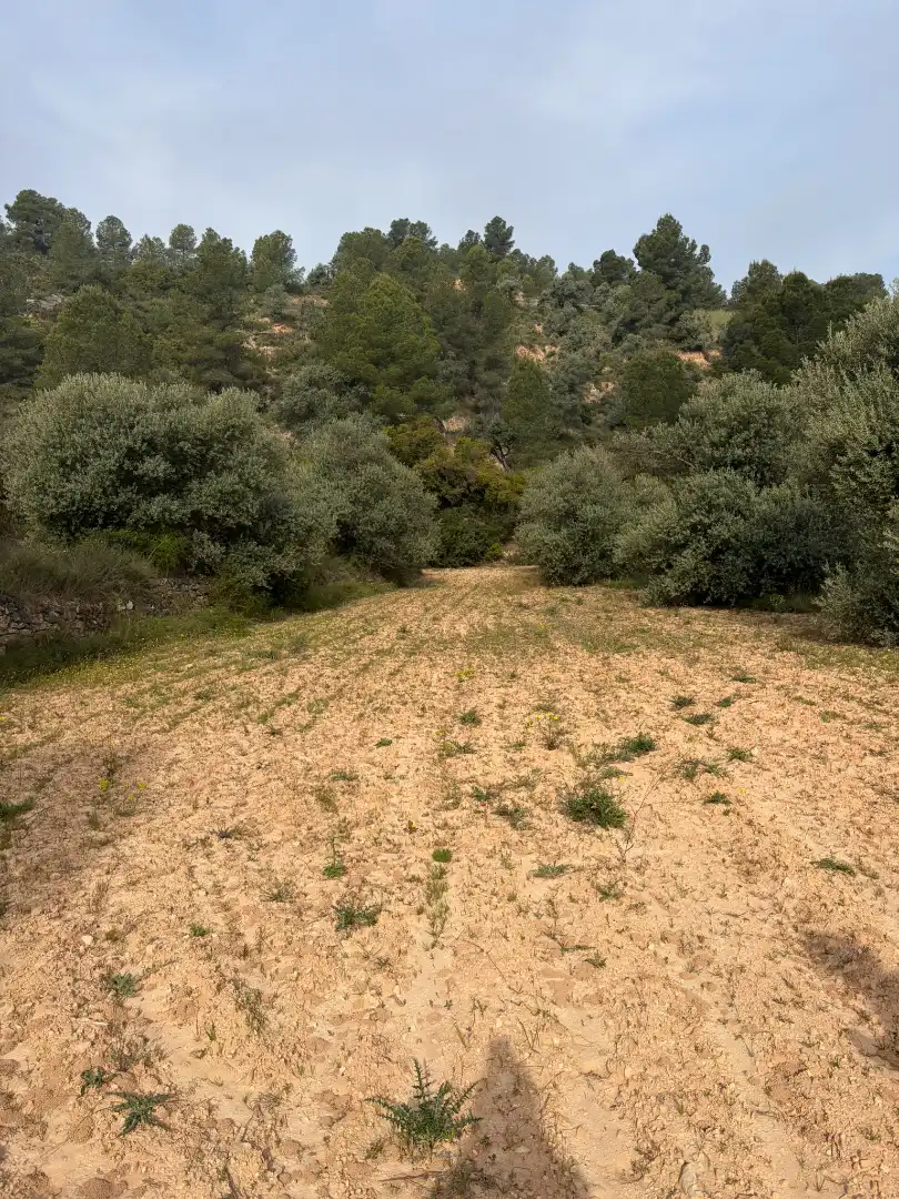 Terreno rustico in vendita a Ascó, imagen 2