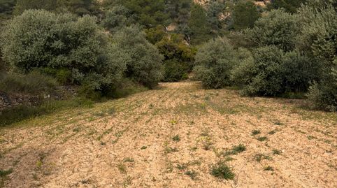 Terreno rústico en venta: más de 1 hectárea de campo natural., immagine 2