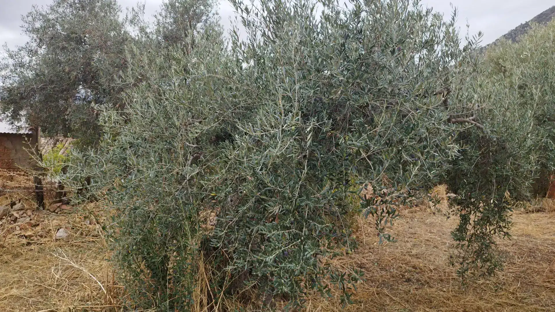 Planta baixa en venda en Benquerencia de la Serena amb Traster
