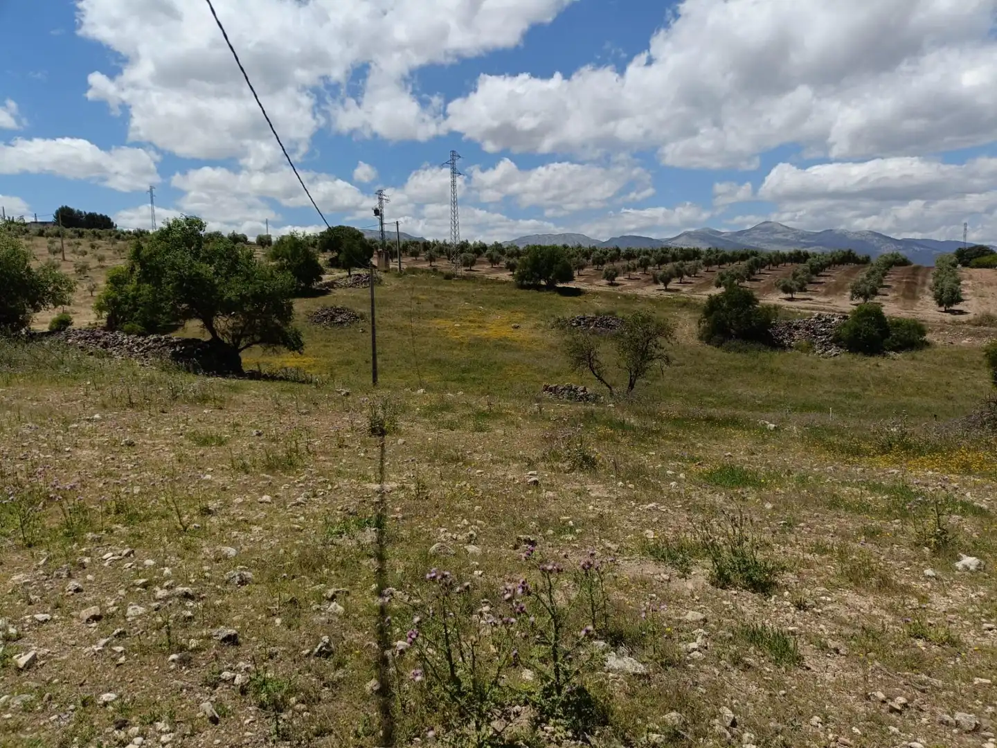 Finca rústica en venta en Salar