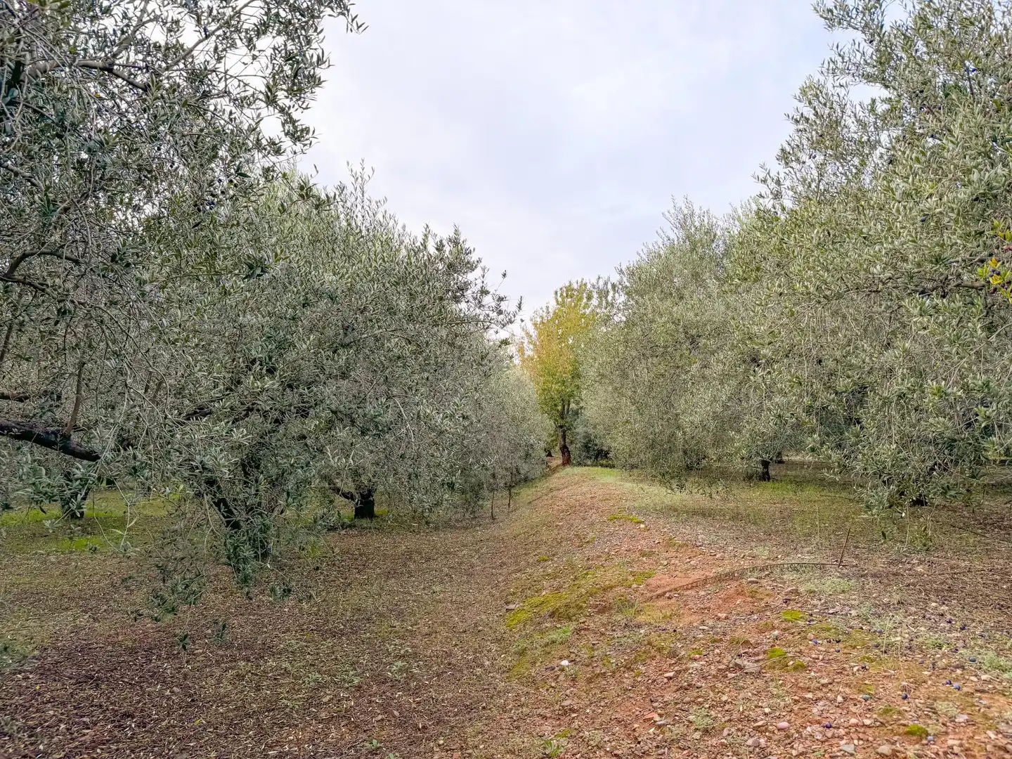 Finca rústica en venda a BURGAR DEL, 40, Riudoms