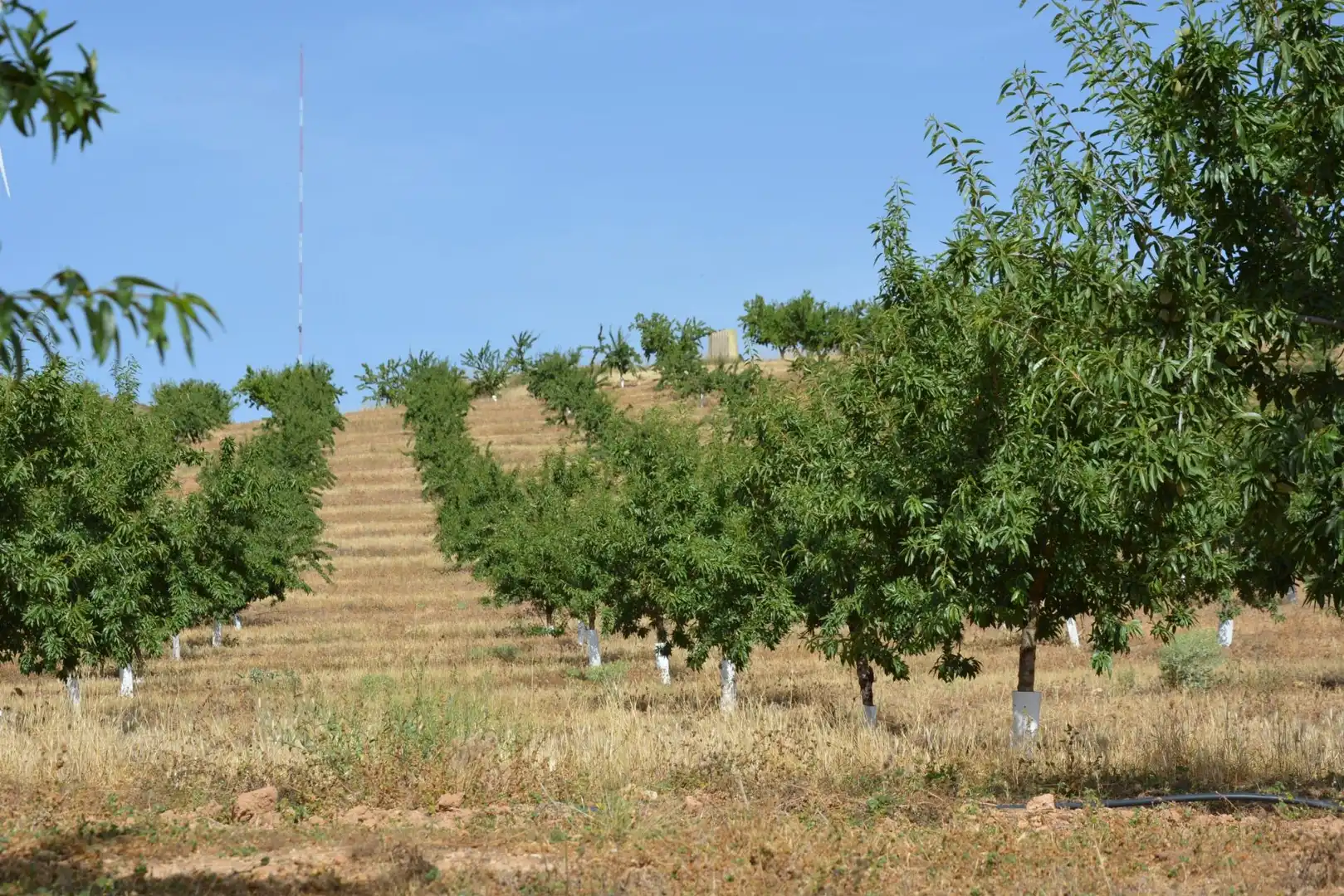 Land for sale in Padul