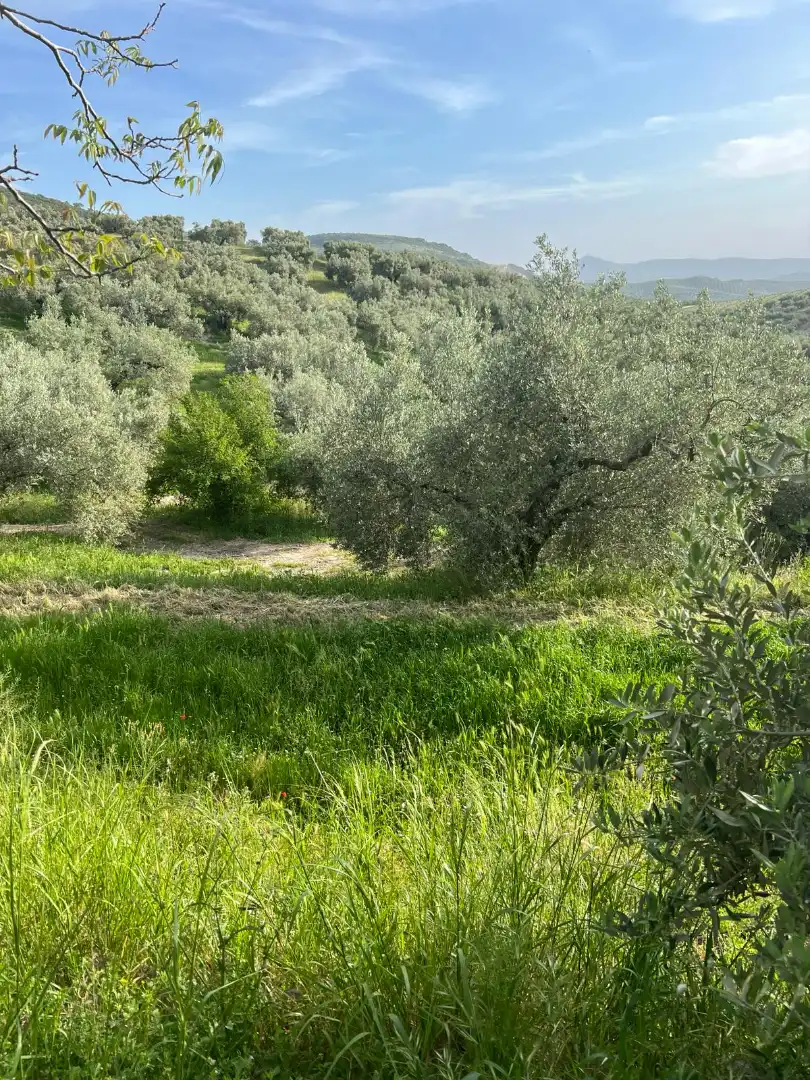 Terreno rustico in vendita a Cabra, imagen 7
