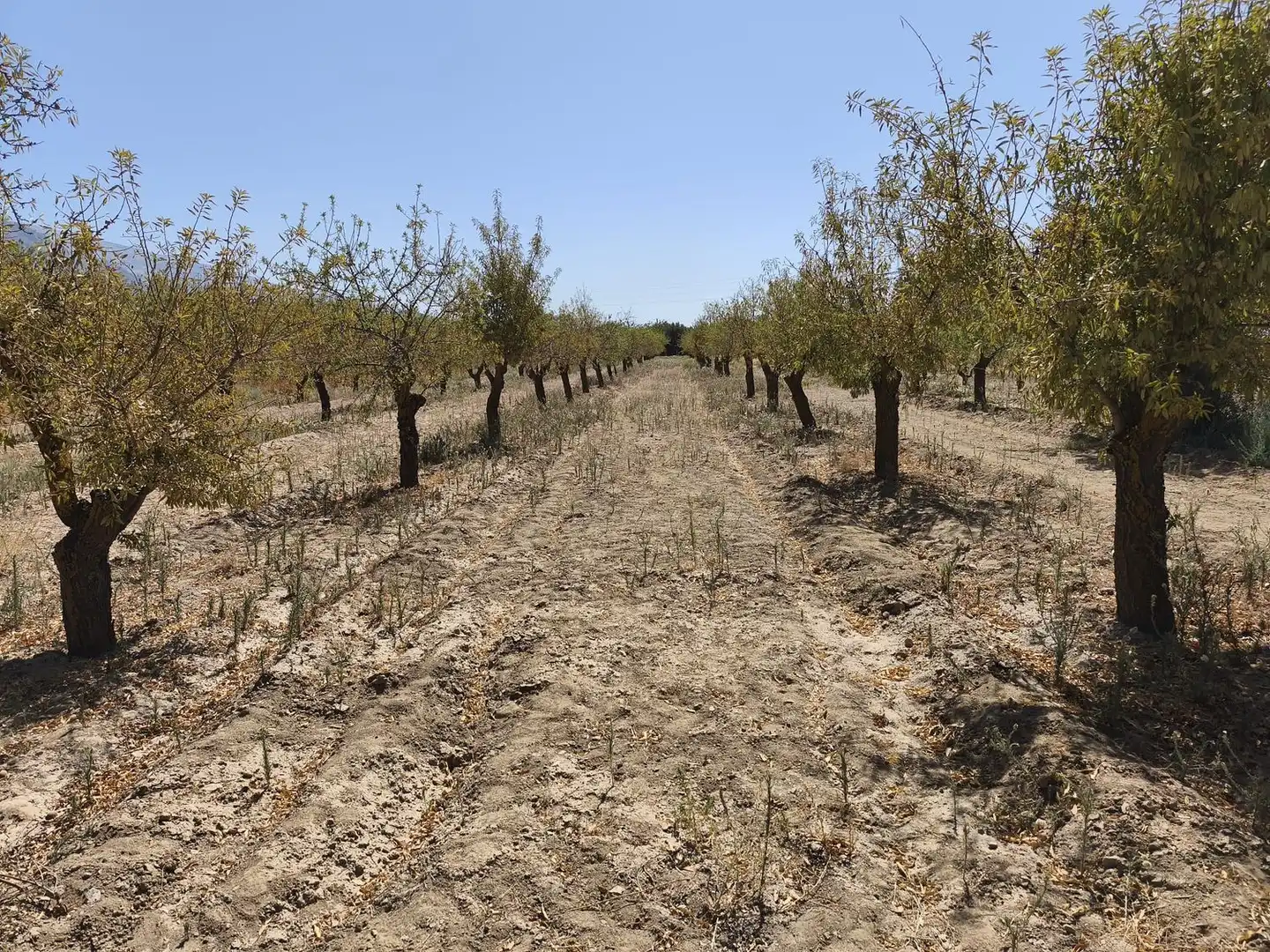 Rural land for sale in 2C55+9GC Cozvijar 0, imagen 14
