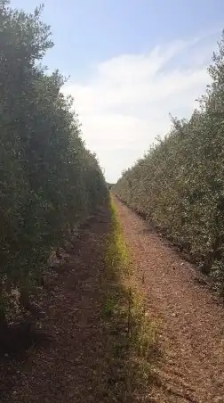 Terreni e lotti in vendita a Marchena, imagen 2