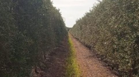 Finca de olivar super intensivo en Sevilla, immagine 2