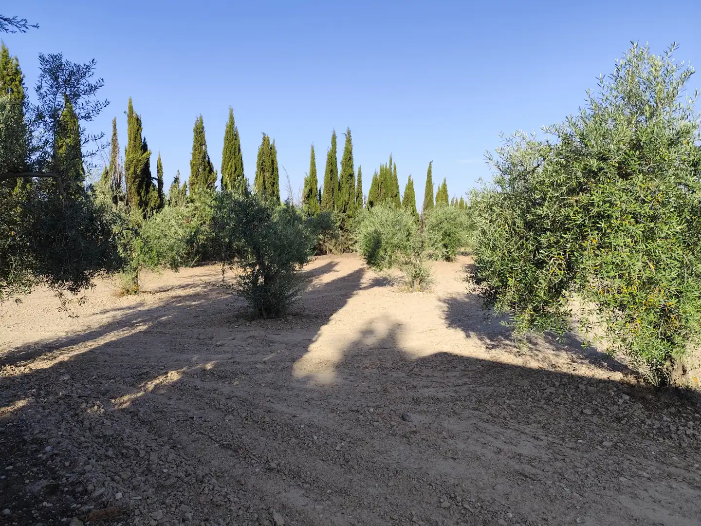 Terreno rustico in vendita a Fuente del Maestre, imagen 15