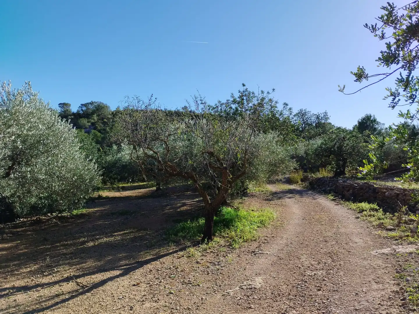Terreno rustico in vendita a Carrer Camí del Llop 46, imagen 6