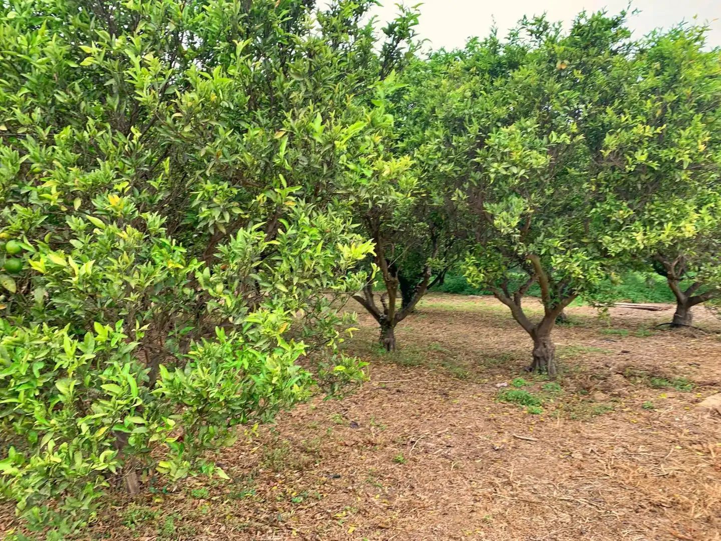 Finca rústica en venda en Tortosa