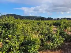 Terrain rustique à vendre à La Loma - Las Lomas, imagen 11