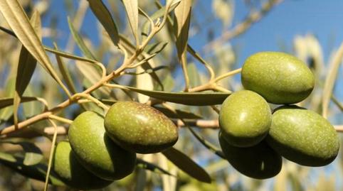 Foto 4 von Grundstücke zur Miete in San Miguel,  Murcia Capital