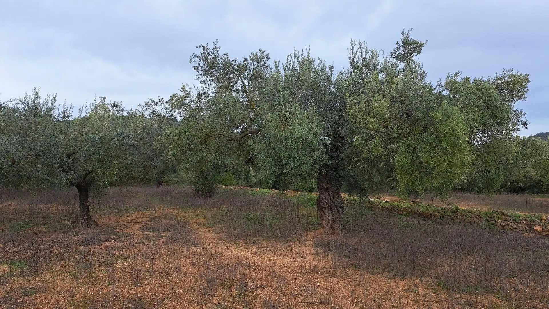 Terreno en venta en Freginals