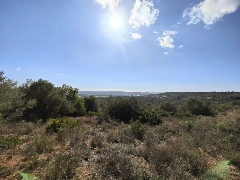 Terreny rústic en venda a Llevant, imagen 11