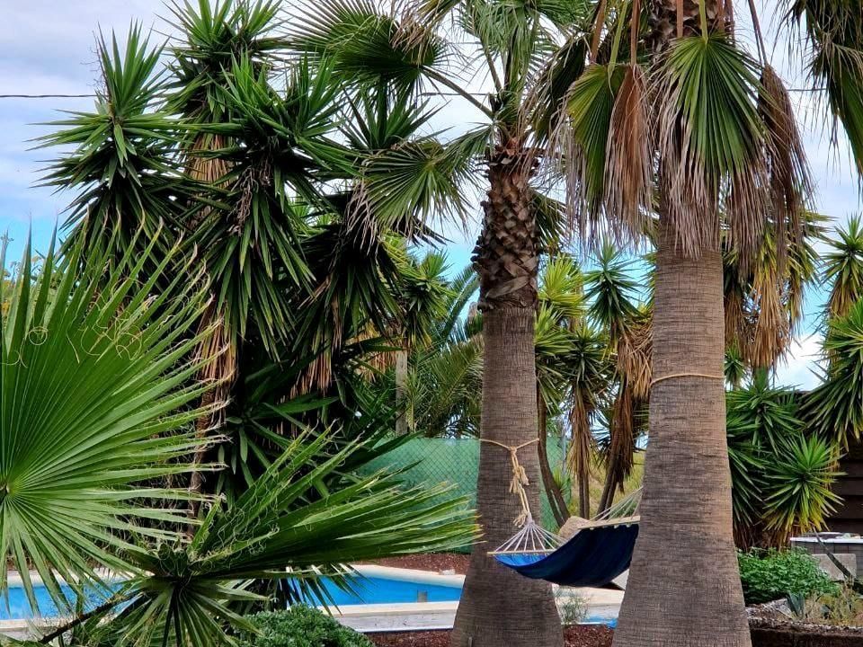 Jardí de Casa o xalet en venda en Granadilla de Abona amb Aire condicionat, Terrassa i Piscina