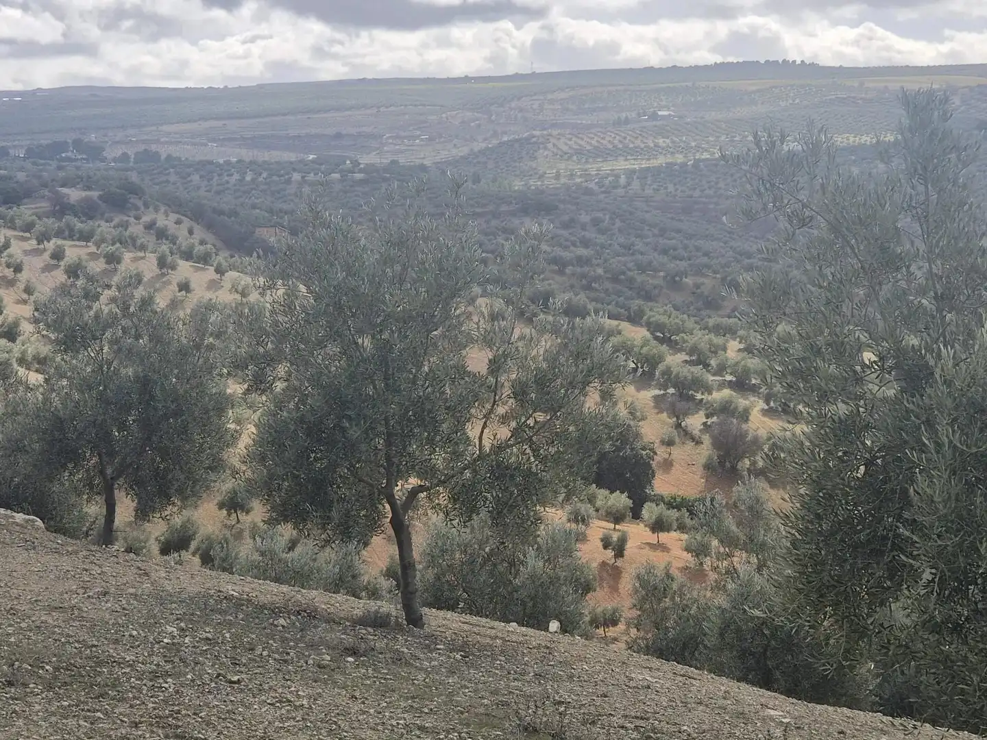 Terreno rústico en venta en Salar, imagen 17