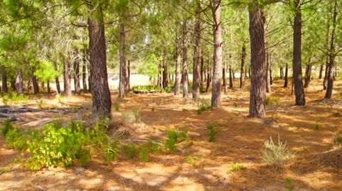 Se vende terreno rústico de uso agrícola de 17.542 m2 en Garriguella, en un entorno tranquilo entre la montaña y el campo.Actualme, imatge 3