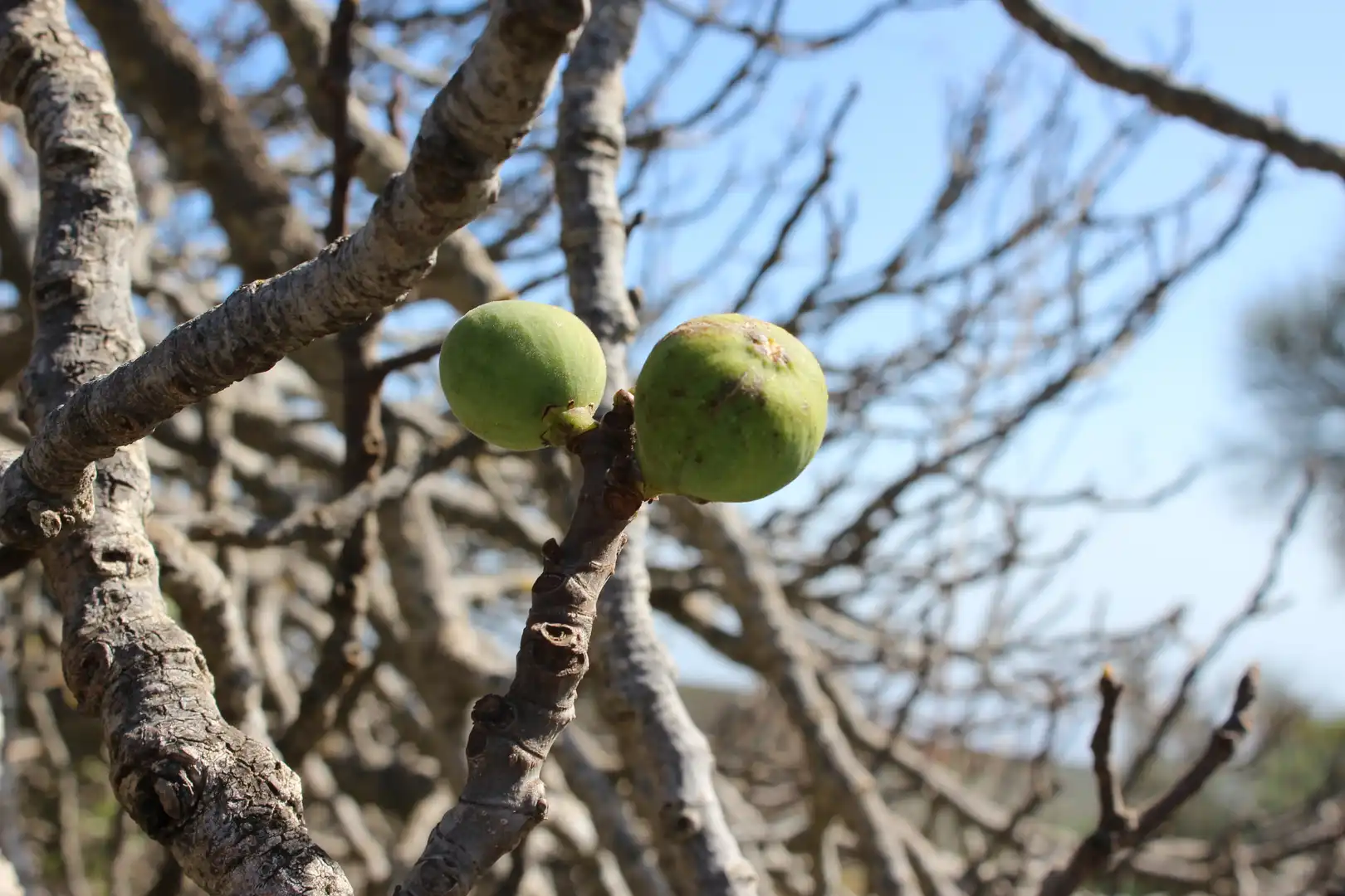 Rustikales Grundstück zum Verkauf in Machado - Las Barreras, imagen 25