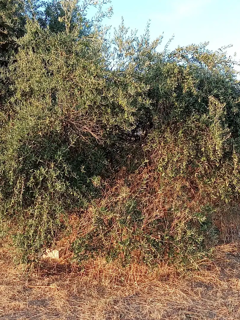Land for sale in Almodóvar del Río